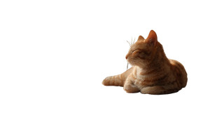 Orange Tabby Cat V6 Vinyl Car Decal Sticker – Waterproof & UV-Resistant 