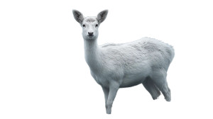 White Frost Deer Vinyl Car Decal Sticker – Waterproof & UV-Resistant 