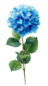Blue Hydrangea V3 Vinyl Car Decal Sticker – Waterproof & UV-Resistant 