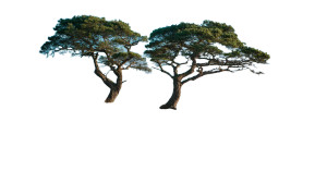 Ancient Trees Shore Vinyl Car Decal Sticker – Waterproof & UV-Resistant 