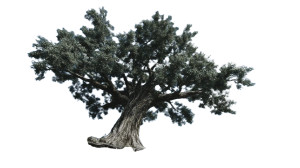 Resistance Tree Vinyl Car Decal Sticker – Waterproof & UV-Resistant 