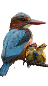 Colorful Kingfisher Family Vinyl Car Decal Sticker – Waterproof & UV-Resistant Colorful Kingfisher Family Vinyl Car Decal Sticker – Waterproof & UV-Resistant