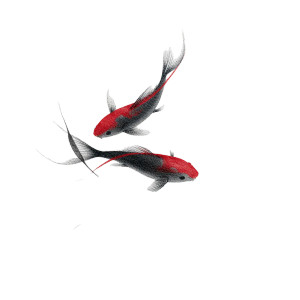 Graceful Koi Carpes Vinyl Car Decal Sticker – Waterproof & UV-Resistant Graceful Koi Carpes Vinyl Car Decal Sticker – Waterproof & UV-Resistant