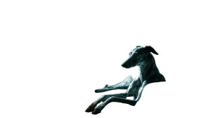 Italian Greyhound Study Vinyl Car Decal Sticker – Waterproof & UV-Resistant 