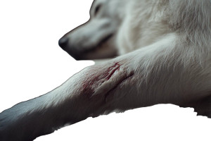 Injured Dog Leg Vinyl Car Decal Sticker – Waterproof & UV-Resistant  Injured Dog Leg Vinyl Car Decal Sticker – Waterproof & UV-Resistant