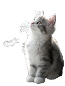 Angel Wings Cat Vinyl Car Decal Sticker – Waterproof & UV-Resistant 