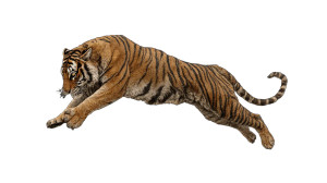 Jumping Tiger Vinyl Car Decal Sticker – Waterproof & UV-Resistant Jumping Tiger Vinyl Car Decal Sticker – Waterproof & UV-Resistant