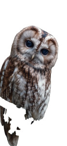 Detailed Owl Close-Up Vinyl Car Decal Sticker – Waterproof & UV-Resistant 