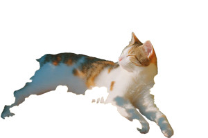 Sunlit Cat V3 Vinyl Car Decal Sticker – Waterproof & UV-Resistant 