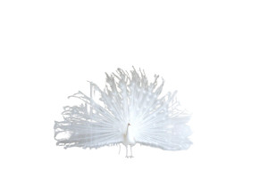 White Peacock Dream Vinyl Car Decal Sticker – Waterproof & UV-Resistant 