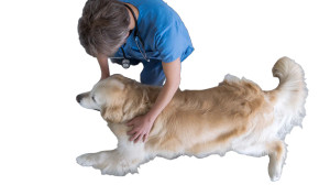 Veterinary Examination V2 Vinyl Car Decal Sticker – Waterproof & UV-Resistant 