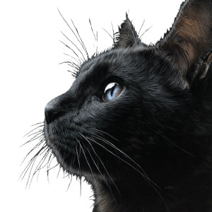 Black Cat Vinyl Car Decal Sticker – Waterproof & UV-Resistant 