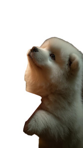 Fluffy Samoyed Puppy Vinyl Car Decal Sticker – Waterproof & UV-Resistant 