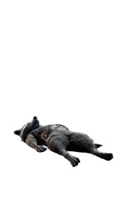 Rocket Raccoon Autopsy Vinyl Car Decal Sticker – Waterproof & UV-Resistant 