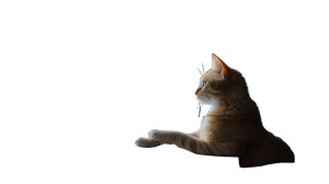Exhausted Officer Cat Vinyl Car Decal Sticker – Waterproof & UV-Resistant 