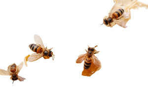 Honeycomb With Bees Vinyl Car Decal Sticker – Waterproof & UV-Resistant 