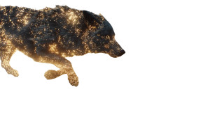 Golden Particle Wolves Vinyl Car Decal Sticker – Waterproof & UV-Resistant Golden Particle Wolves Vinyl Car Decal Sticker – Waterproof & UV-Resistant