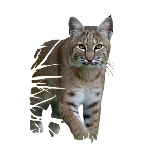 Bobcat Vinyl Car Decal Sticker – Waterproof & UV-Resistant 