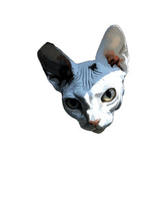 Cute Devon Rex Vinyl Car Decal Sticker – Waterproof & UV-Resistant 