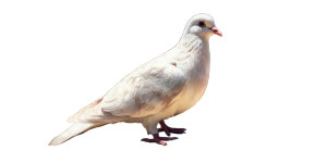 White Dove Desert Vinyl Car Decal Sticker – Waterproof & UV-Resistant 