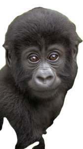 Baby Gorilla Vinyl Car Decal Sticker – Waterproof & UV-Resistant Baby Gorilla Vinyl Car Decal Sticker – Waterproof & UV-Resistant