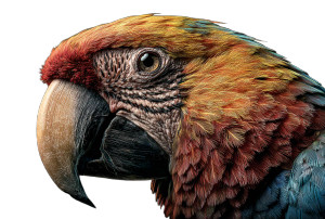 Colorful Parrot Head Vinyl Car Decal Sticker – Waterproof & UV-Resistant 