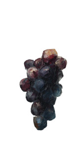 Grapes Vineyard Study Vinyl Car Decal Sticker – Waterproof & UV-Resistant 