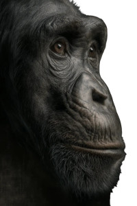 Grand Singe Portrait Vinyl Car Decal Sticker – Waterproof & UV-Resistant 