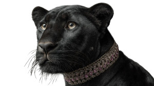 Black Lion Portrait V2 Vinyl Car Decal Sticker – Waterproof & UV-Resistant 