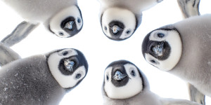 Baby Penguins Circle Vinyl Car Decal Sticker – Waterproof & UV-Resistant 
