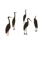 Herons At Dusk Vinyl Car Decal Sticker – Waterproof & UV-Resistant 