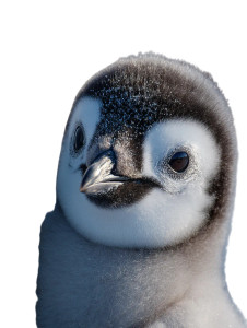 Curious Penguin Chick Vinyl Car Decal Sticker – Waterproof & UV-Resistant 