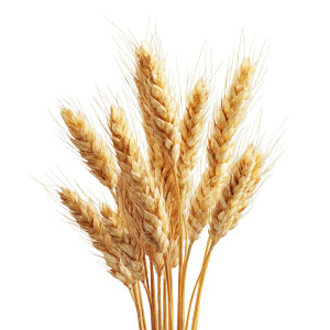 Ears Of Wheat V3 Vinyl Car Decal Sticker – Waterproof & UV-Resistant 