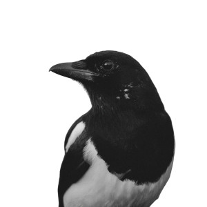 Cinematic Magpie Vinyl Car Decal Sticker – Waterproof & UV-Resistant 
