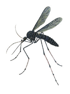 Giant Black Mosquito Vinyl Car Decal Sticker – Waterproof & UV-Resistant 