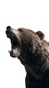 Angry Roaring Bear V6 Vinyl Car Decal Sticker – Waterproof & UV-Resistant 