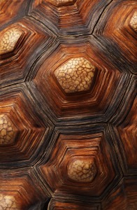 African Tortoise Shell Vinyl Car Decal Sticker – Waterproof & UV-Resistant 