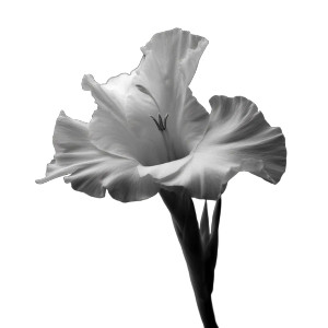 White Abstract Flower V2 Vinyl Car Decal Sticker – Waterproof & UV-Resistant 