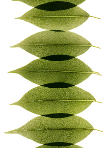 Kakadu Plum Leaves Vinyl Car Decal Sticker – Waterproof & UV-Resistant 