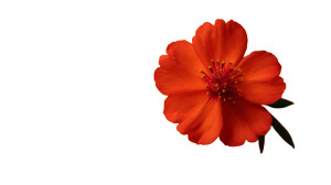 Red Flower Bloom Vinyl Car Decal Sticker – Waterproof & UV-Resistant Red Flower Bloom Vinyl Car Decal Sticker – Waterproof & UV-Resistant
