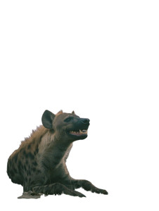 Smiling Spotted Hyena Vinyl Car Decal Sticker – Waterproof & UV-Resistant Smiling Spotted Hyena Vinyl Car Decal Sticker – Waterproof & UV-Resistant