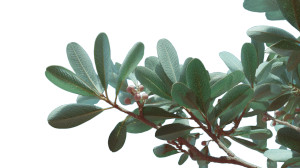 Bay Laurel Sky Vinyl Car Decal Sticker – Waterproof & UV-Resistant 