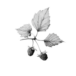 Mulberry Sketch Vinyl Car Decal Sticker – Waterproof & UV-Resistant 