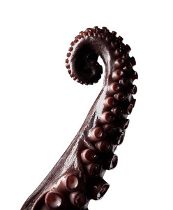 Octopus Tentacle Close-Up V2 Vinyl Car Decal Sticker – Waterproof & UV-Resistant Octopus Tentacle Close-Up V2 Vinyl Car Decal Sticker – Waterproof & UV-Resistant