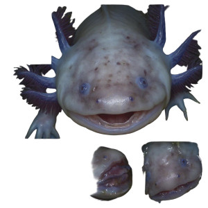Axolotl Evolution Vinyl Car Decal Sticker – Waterproof & UV-Resistant 