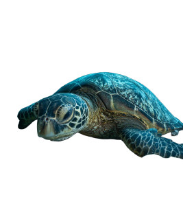 Sea Turtle Close-Up Vinyl Car Decal Sticker – Waterproof & UV-Resistant 