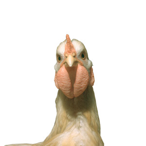 Chicken V4 Vinyl Car Decal Sticker – Waterproof & UV-Resistant 