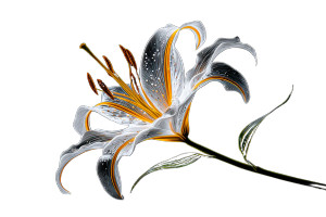 Lily Flower Bloom Vinyl Car Decal Sticker – Waterproof & UV-Resistant 