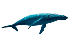 Majestic Whale Gliding Vinyl Car Decal Sticker – Waterproof & UV-Resistant 