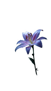 Mystical Blossoming Lily Vinyl Car Decal Sticker – Waterproof & UV-Resistant 